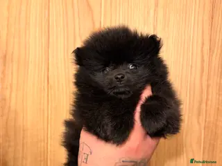 Pomeranian dogs (REDUCED READY TO LEAVE) Beautiful mini Pom bears - Advert 6