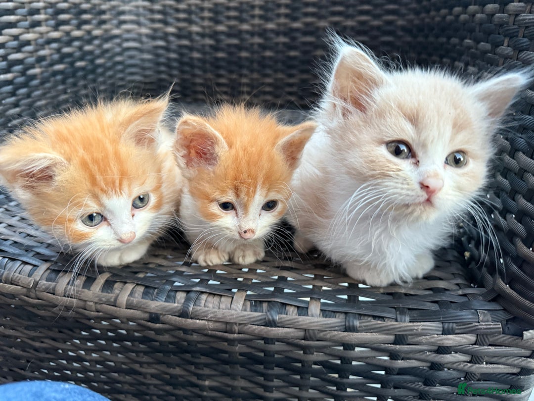 Persian cats for sale: Persian x - Image 4