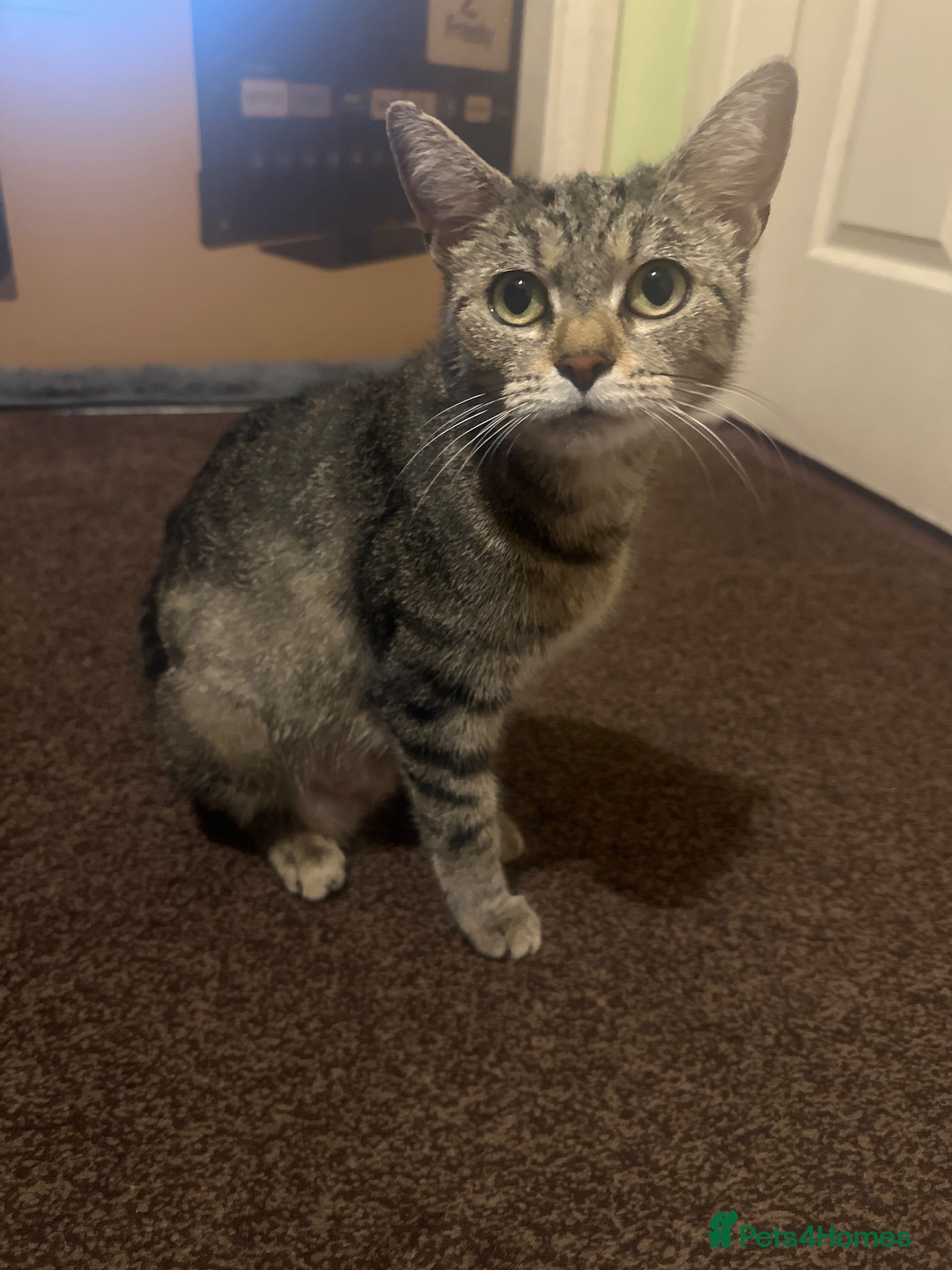 Mixed Breed cats Cute mixed kittens playful and ready for a home - Advert 2