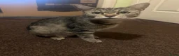 Mixed Breed cats for sale: Cute mixed kittens playful and ready for a home in Bolton - Advert 1