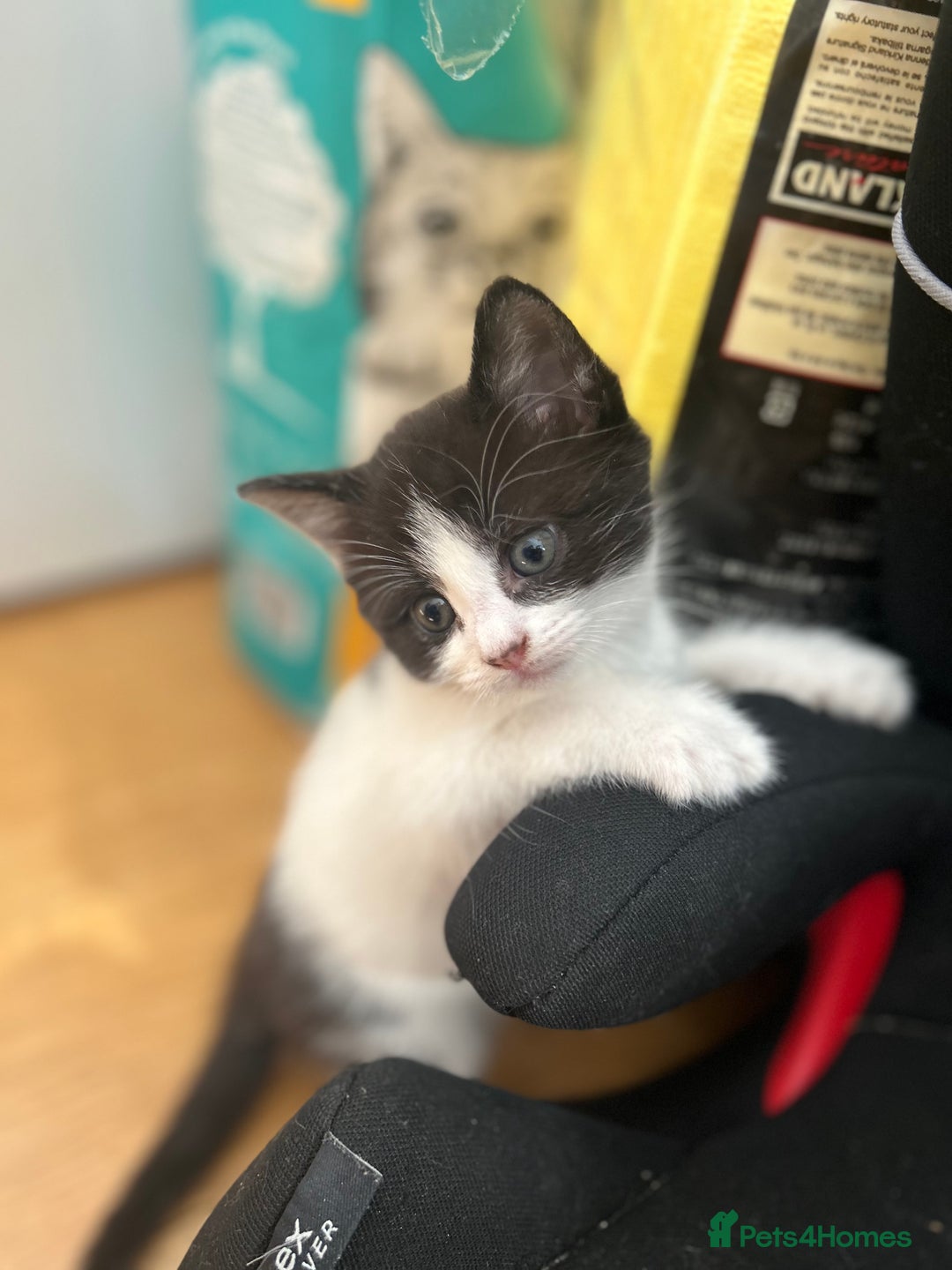 Mixed Breed cats for sale: 4 beautiful kittens for sale £120 each  - Image 5