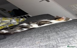 Domestic Shorthair cats for sale: Luna needs a new home! - Image 5