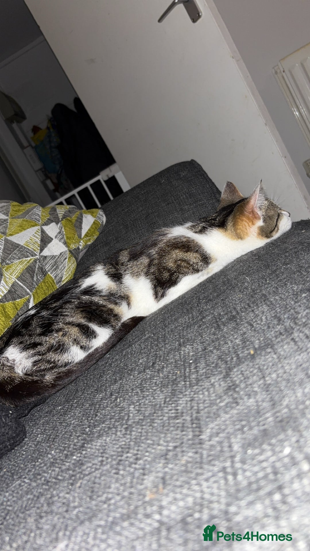 Domestic Shorthair cats for sale: Luna needs a new home! - Image 5