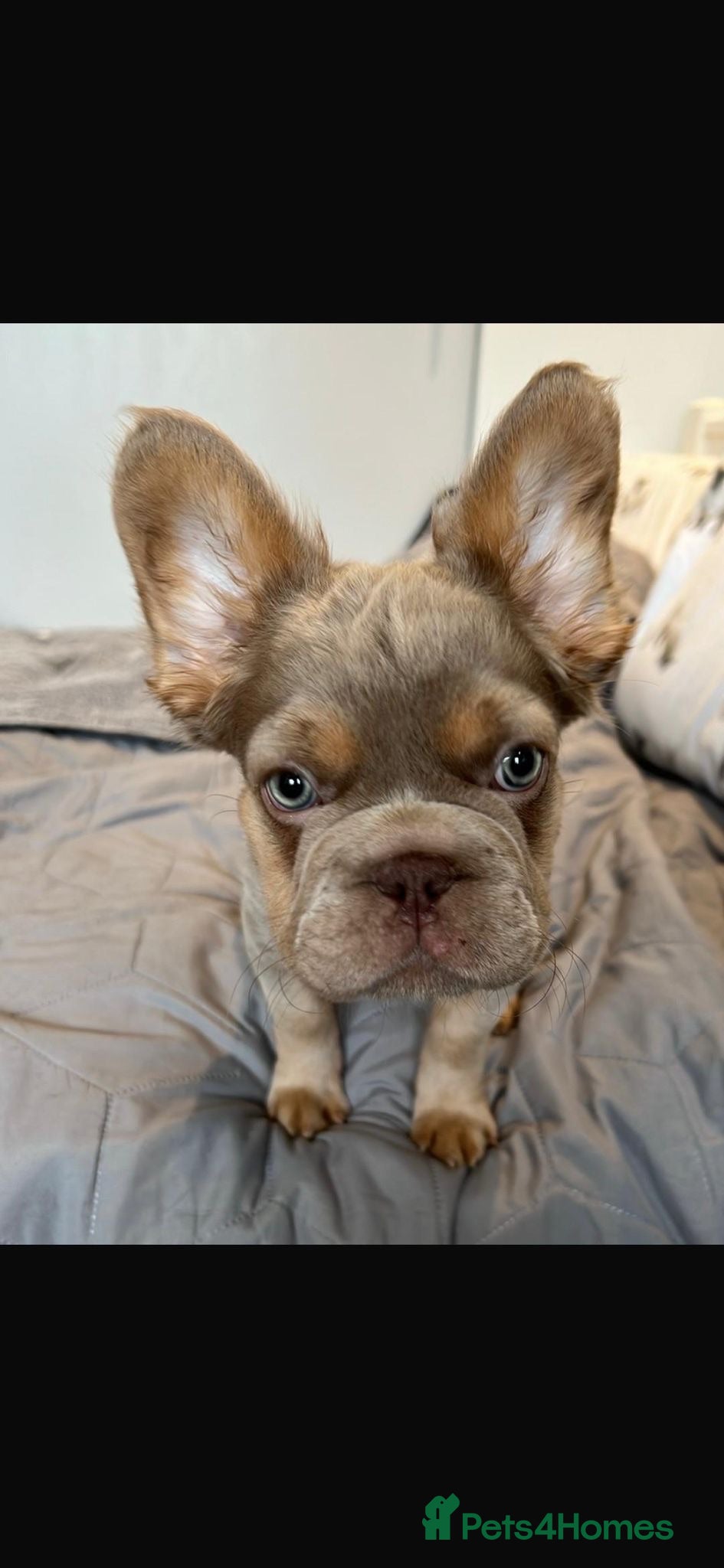 French Bulldog dogs Fluffy French bulldog  - Advert 1