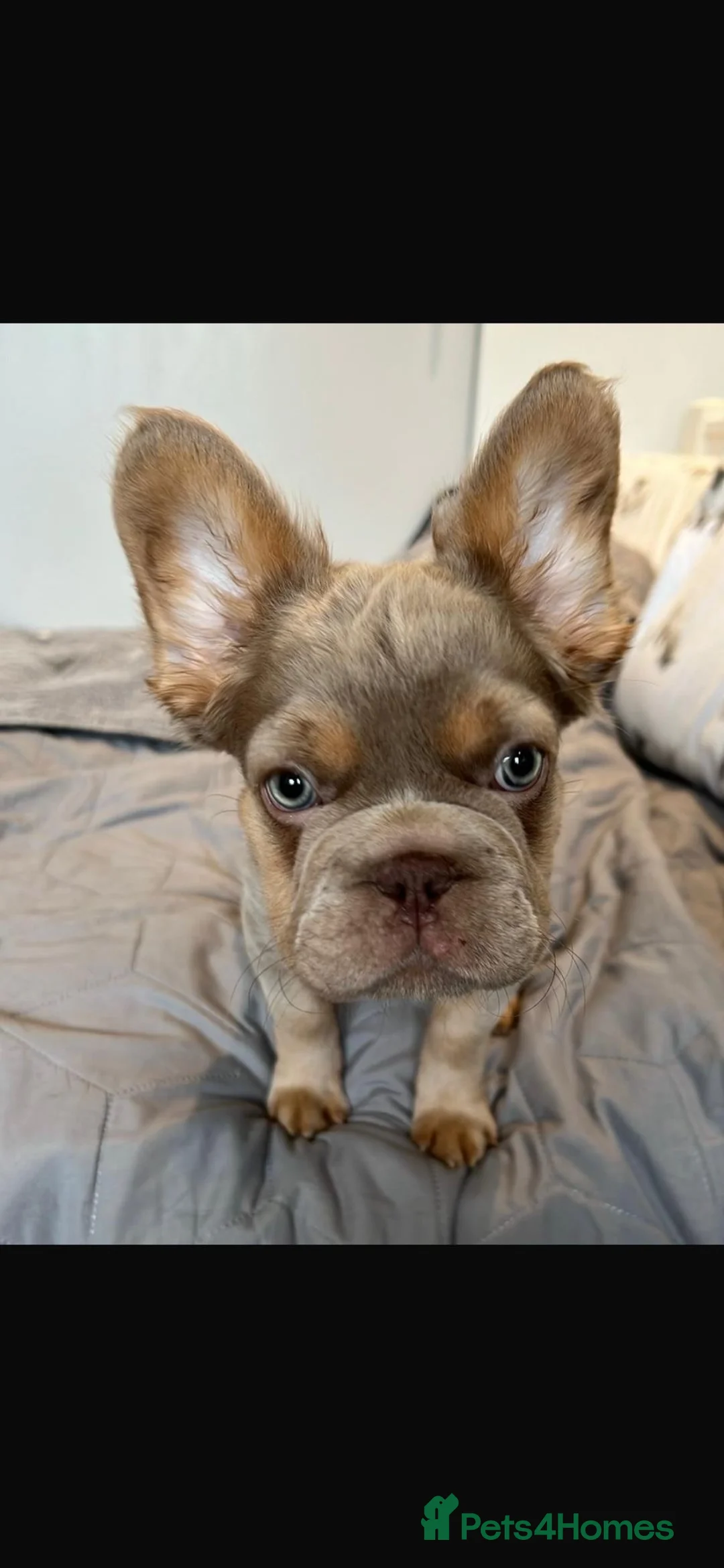 French Bulldog dogs for stud: Fluffy French bulldog  in Fareham - Advert 1