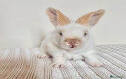 Angora rabbits for sale: Fully Vaccinated Pedigree English Angoras  - Image 21