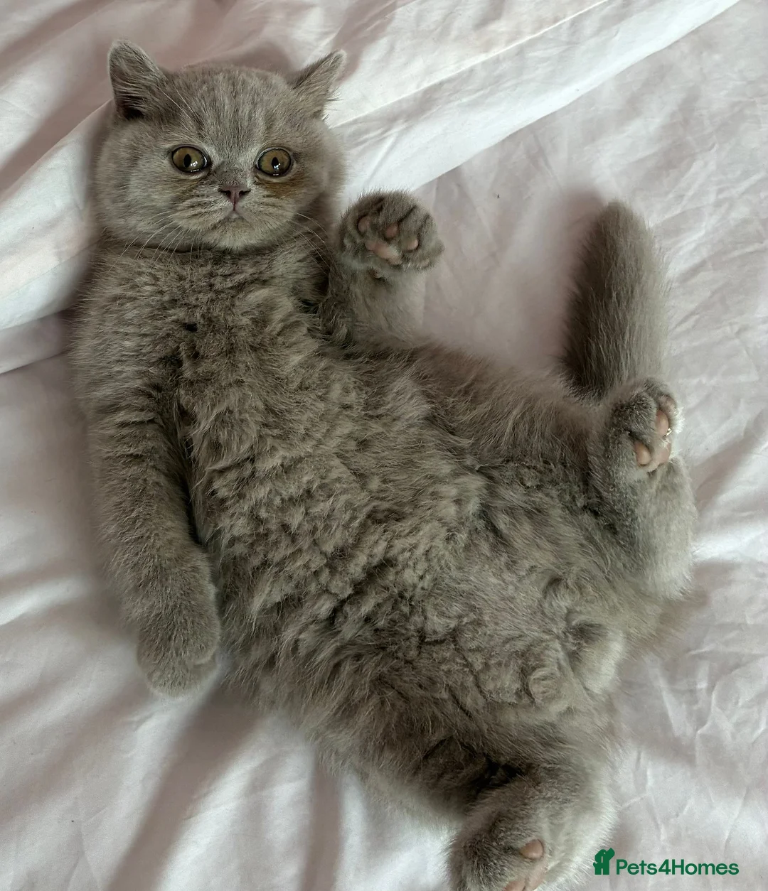 British Shorthair cats for sale: Lilac British shorthair gccf registered kittens  - Advert 10