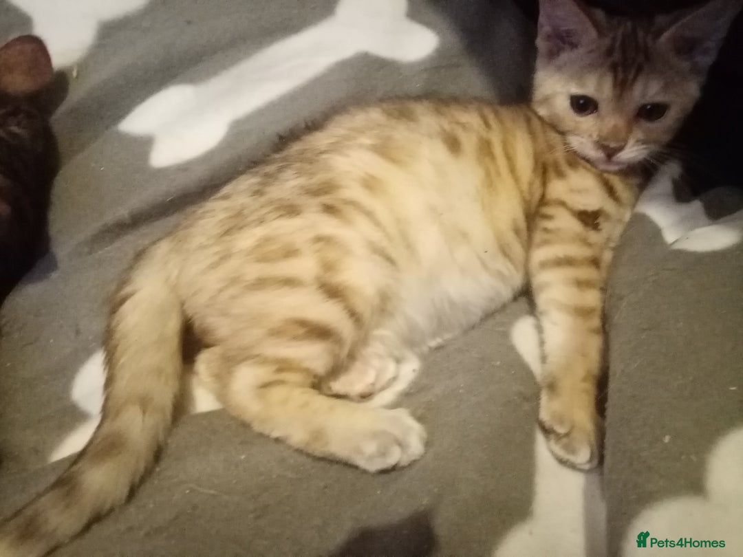 Mixed Breed cats for sale: Cute and Playful Kittens - Advert 6