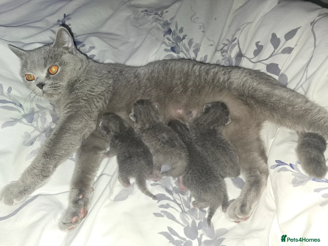 British Shorthair cats for sale: Beautiful British Shorthair Kittens in West Calder - Advert 23