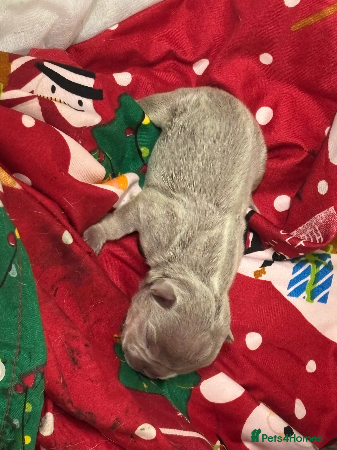 French Bulldog dogs for sale: French bulldog lilac colour  - Advert 6