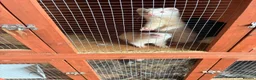 Mixed Breed livestock for sale: Ferrets ready to go now - Advert 9