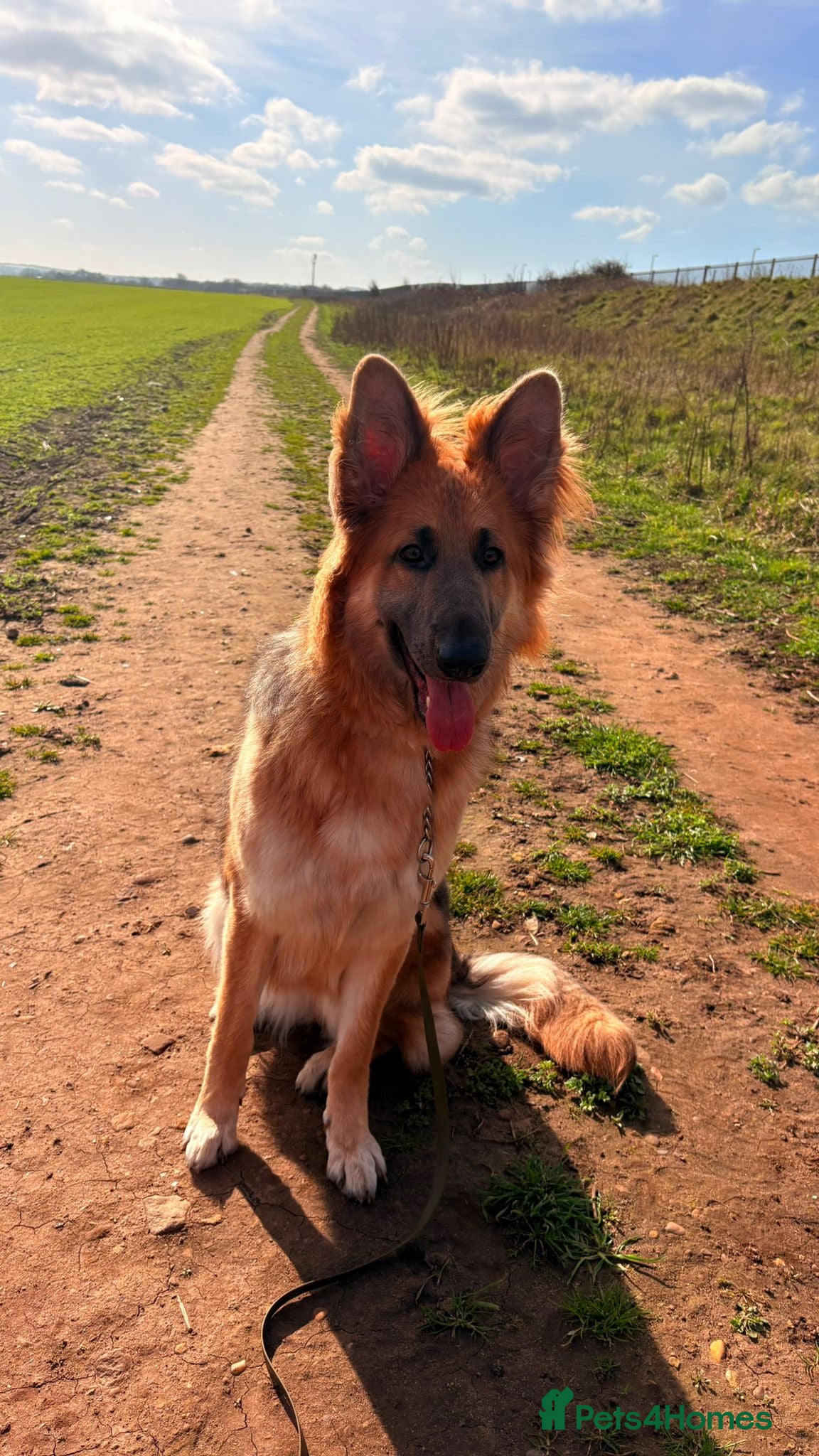 German Shepherd dogs 13 month old female german shepherd - Advert 4