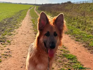 German Shepherd dogs 13 month old female german shepherd - Advert 4