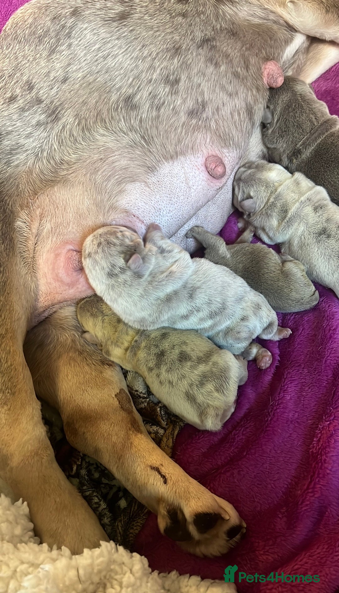 English Bulldog dogs for sale: STUNNING LITTER - Advert 2