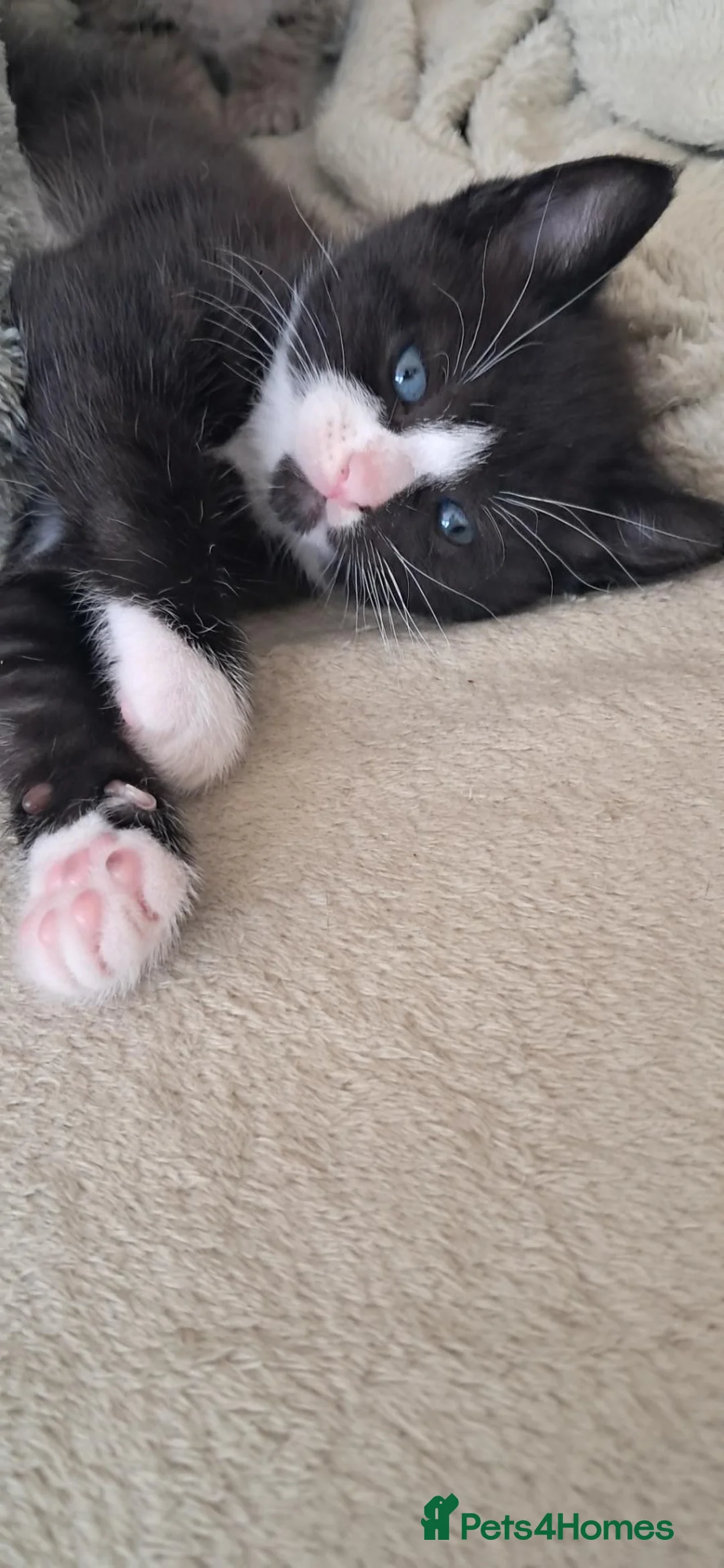 Mixed Breed cats for sale: 5 beautiful kittens in Great Yarmouth - Advert 5