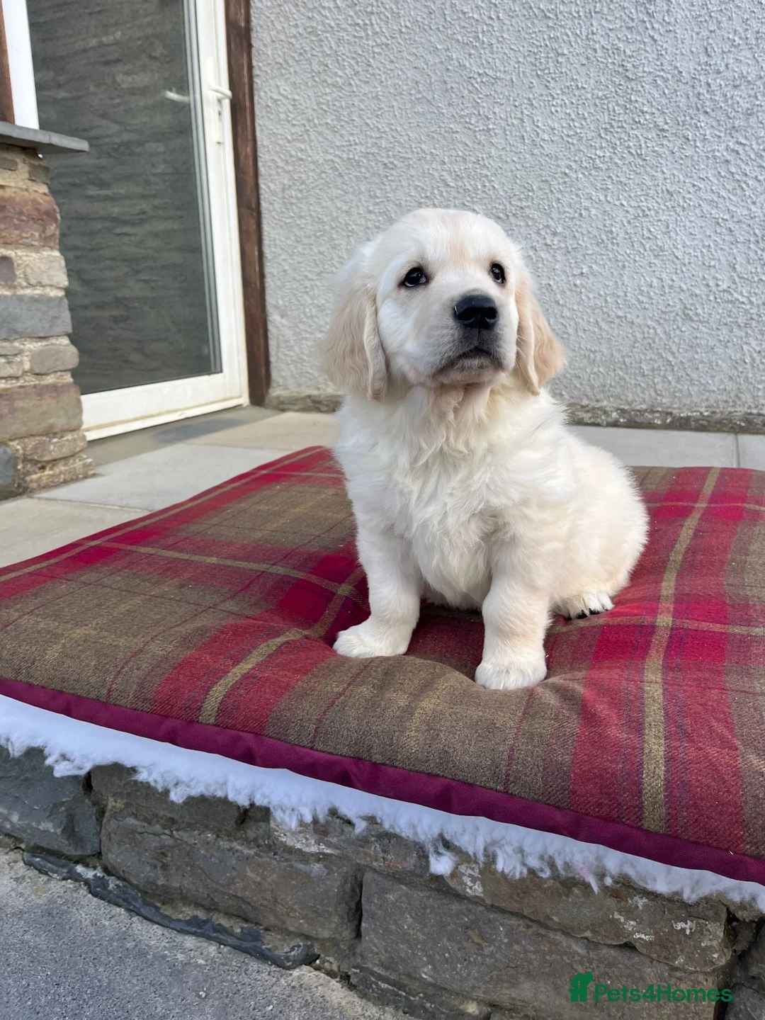 Golden Retriever dogs for sale: Extensively health tested KC reg Holden retrievers - Advert 12