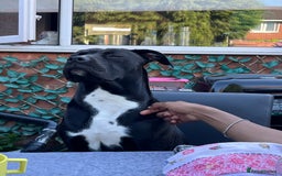 Mixed Breed dogs for sale: URGENT SELL - Mixed Cane Corso & Staffordshire  - Image 7