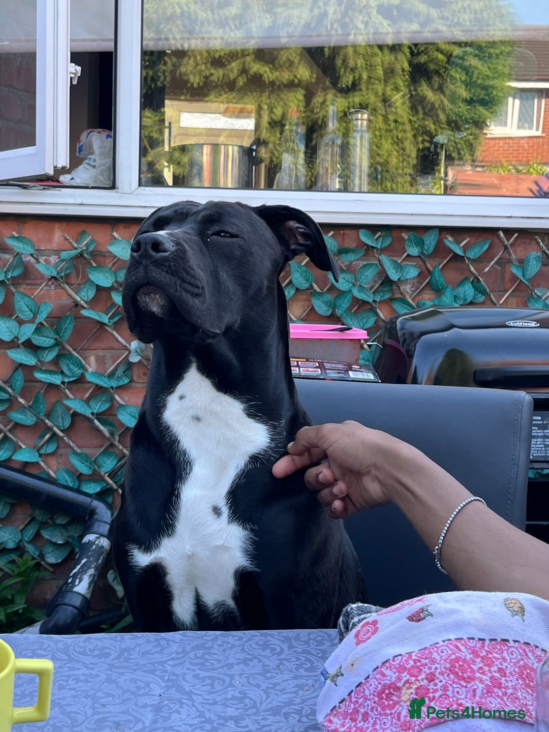 Mixed Breed dogs for sale: URGENT SELL - Mixed Cane Corso & Staffordshire  - Image 7