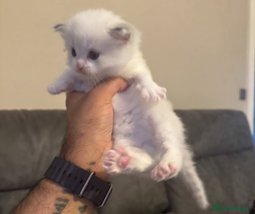 Ragdoll cats for sale: Stunning Ragdoll Boy Kitten - Image 4
