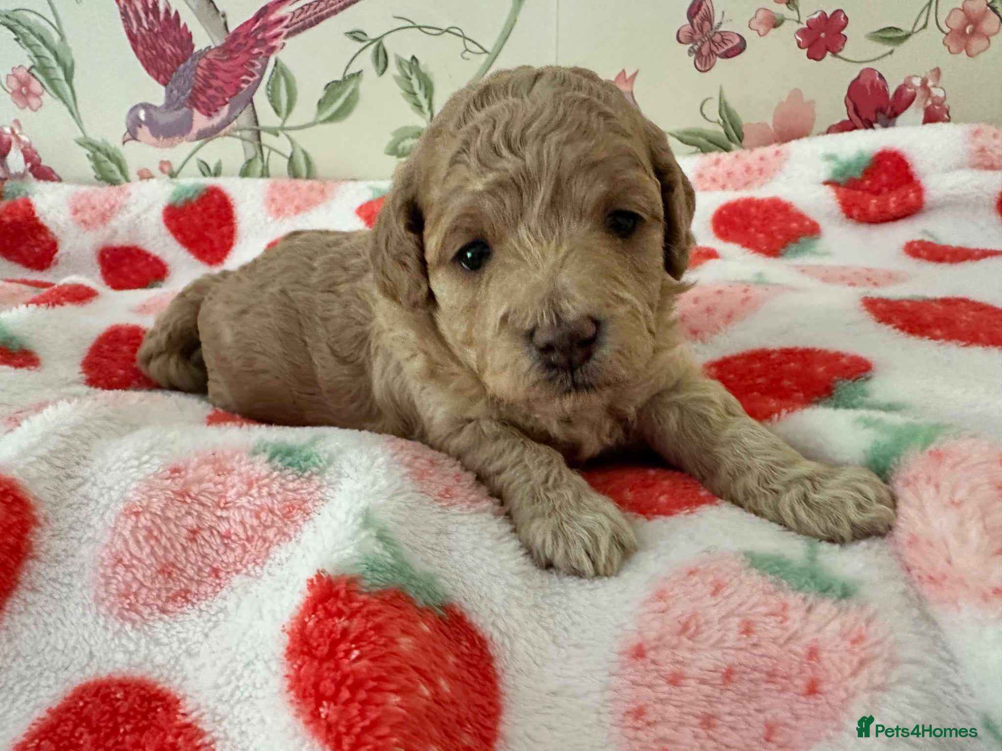 Toy Poodle dogs 🐩 extensively health tested Kc Toy poodle Puppies - Advert 10