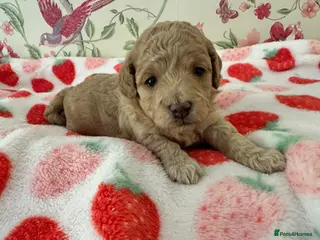 Toy Poodle dogs 🐩 extensively health tested Kc Toy poodle Puppies - Advert 6