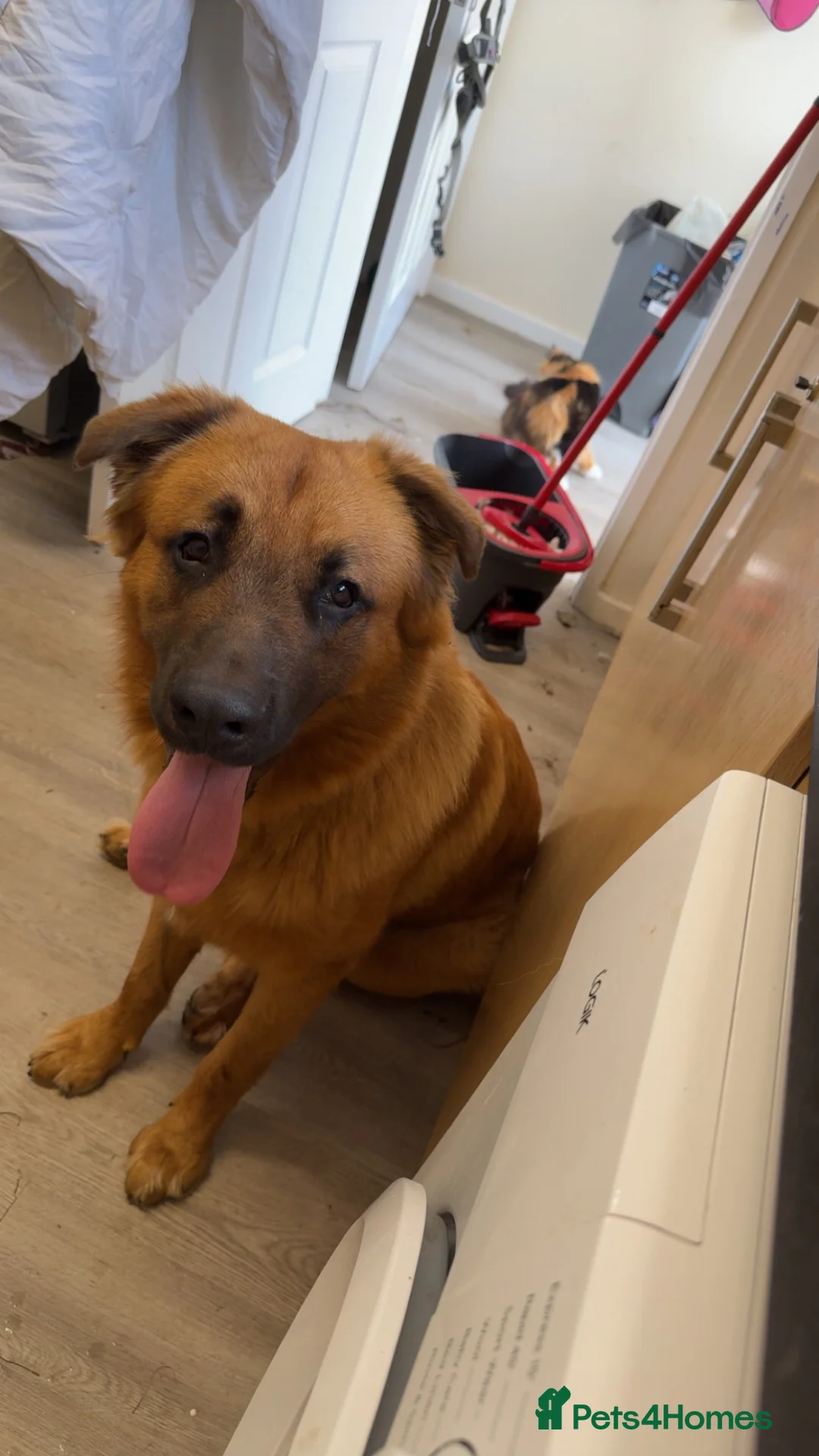 Mixed Breed dogs for sale: 1 year old male gsd  ** tiff in Melton Mowbray - Advert 1