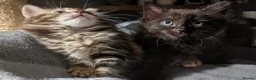 Ragdoll cats for sale: Pair of Ragdoll/Tabby Kittens ..... Bear & Tia  - Advert 9