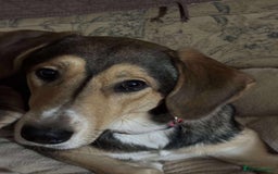 Mixed Breed dogs for adoption: Sylvester is looking for a home with another dog  - Image 7