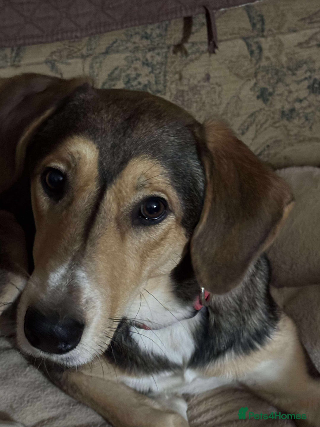 Mixed Breed dogs for adoption: Sylvester is looking for a home with another dog  - Image 7