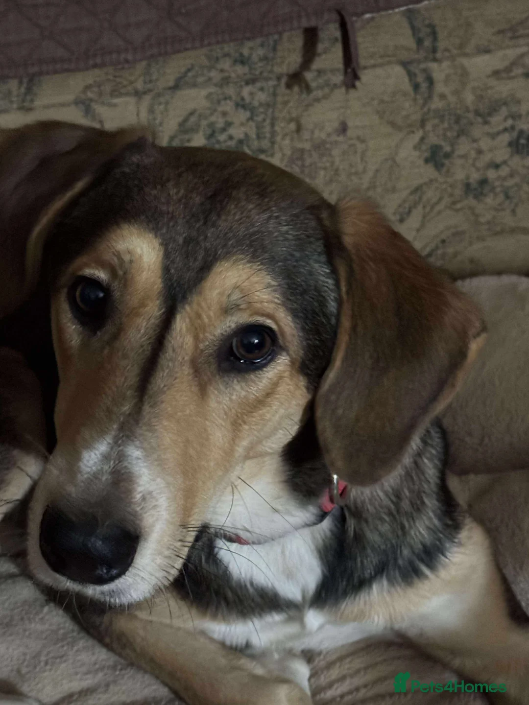 Mixed Breed dogs for adoption: Sylvester is looking for a home with another dog  - Advert 7