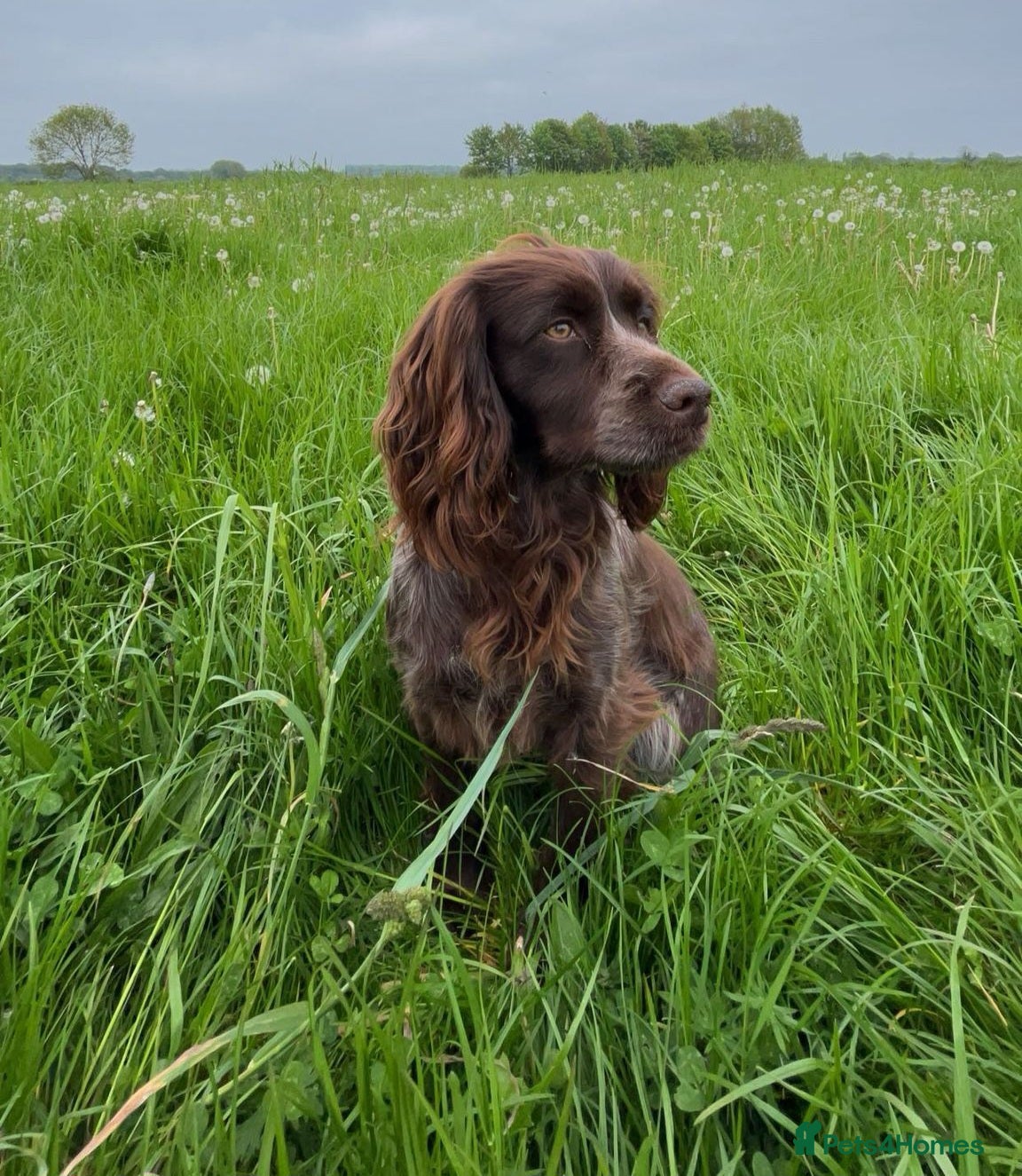 Cocker Spaniel dogs RkC Working Cocker Spaniel Puppies  - Advert 1