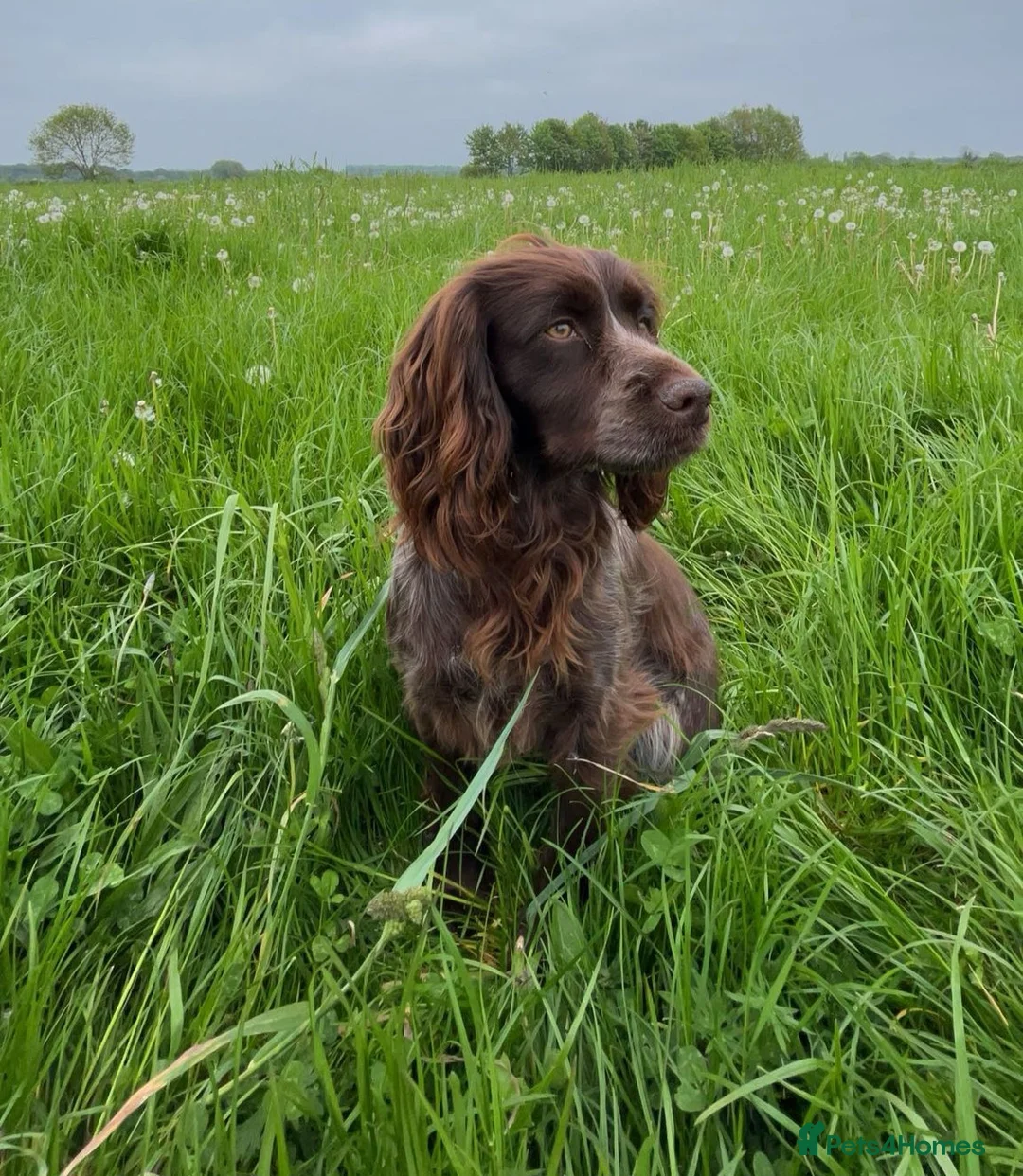 Cocker Spaniel dogs for sale: RkC Working Cocker Spaniel Puppies  - Advert 1