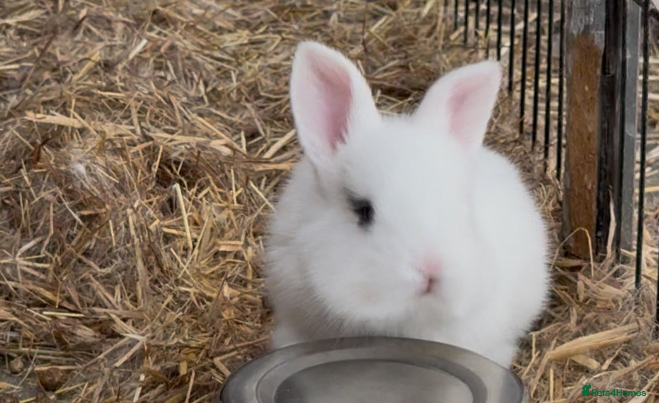 English Lop rabbits Last Baby bunny  - Advert 17
