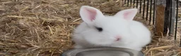 English Lop rabbits for sale: Last Baby bunny  - Advert 1