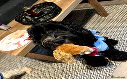 Cockapoo dogs for sale: Teddy 🐾  - Image 6