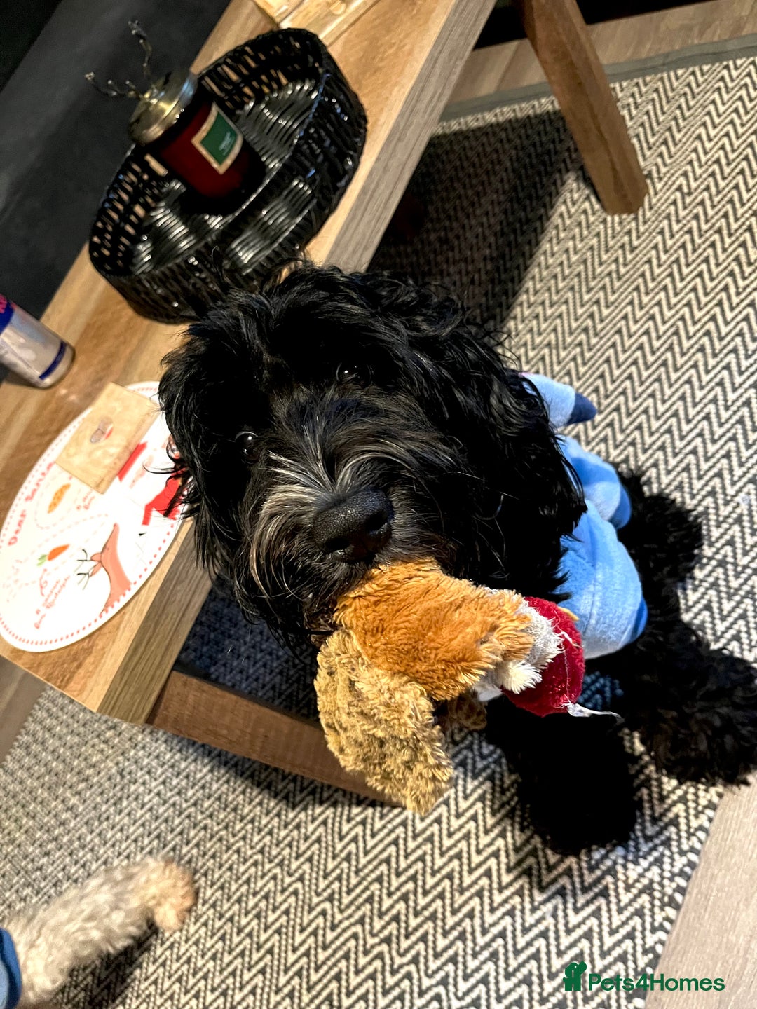 Cockapoo dogs for sale: Teddy 🐾  - Image 6