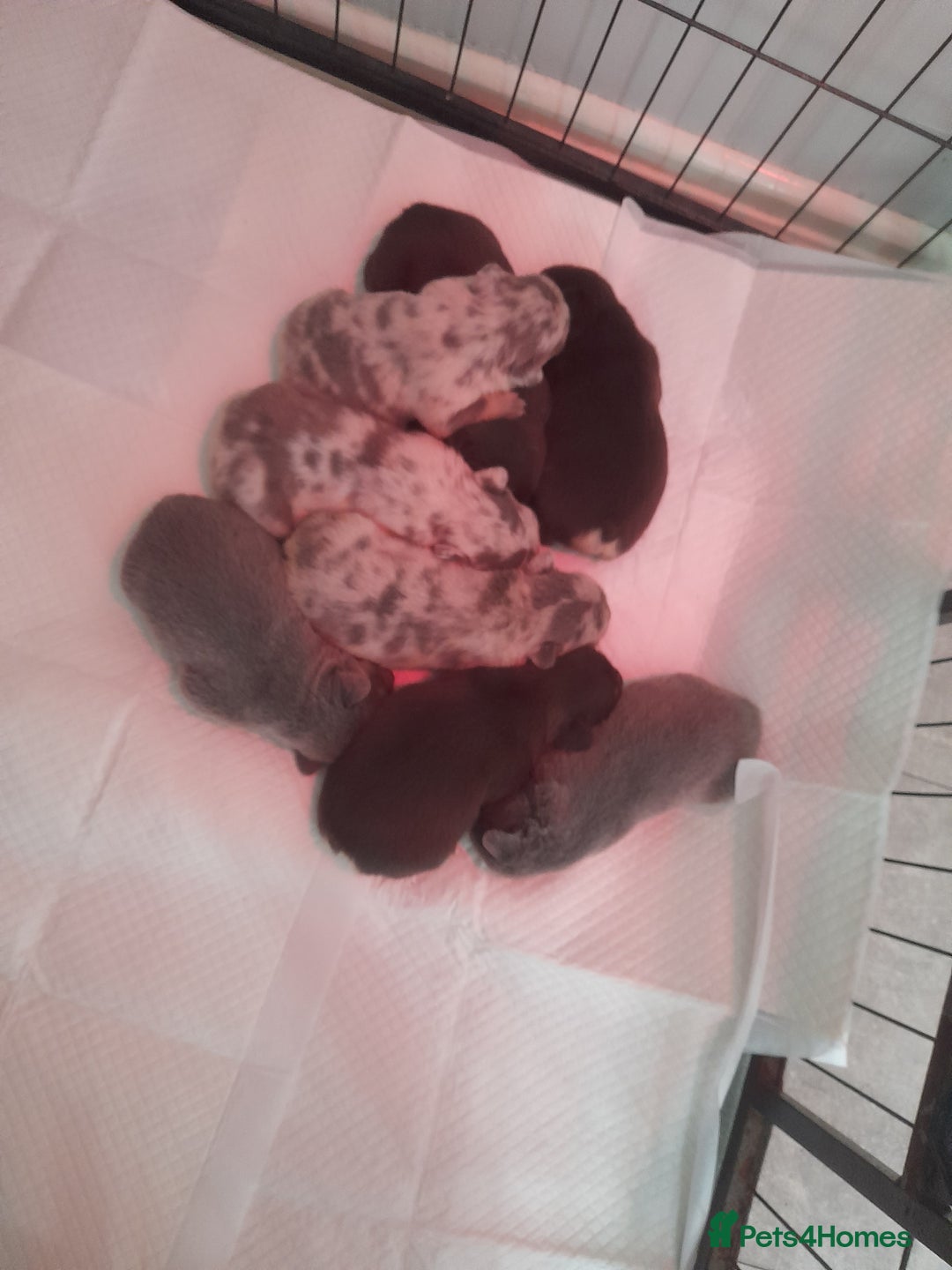 French Bulldog dogs for sale: Pedagree & KC registered French bulldog - Image 24