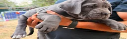 Cane Corso dogs for sale: Cane corso puppies - Advert 11
