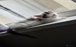 Mixed Breed cats for sale: Daisy needs a home! - Advert 1