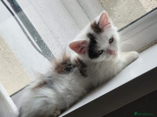 Mixed Breed cats Daisy needs a home! - Advert 1