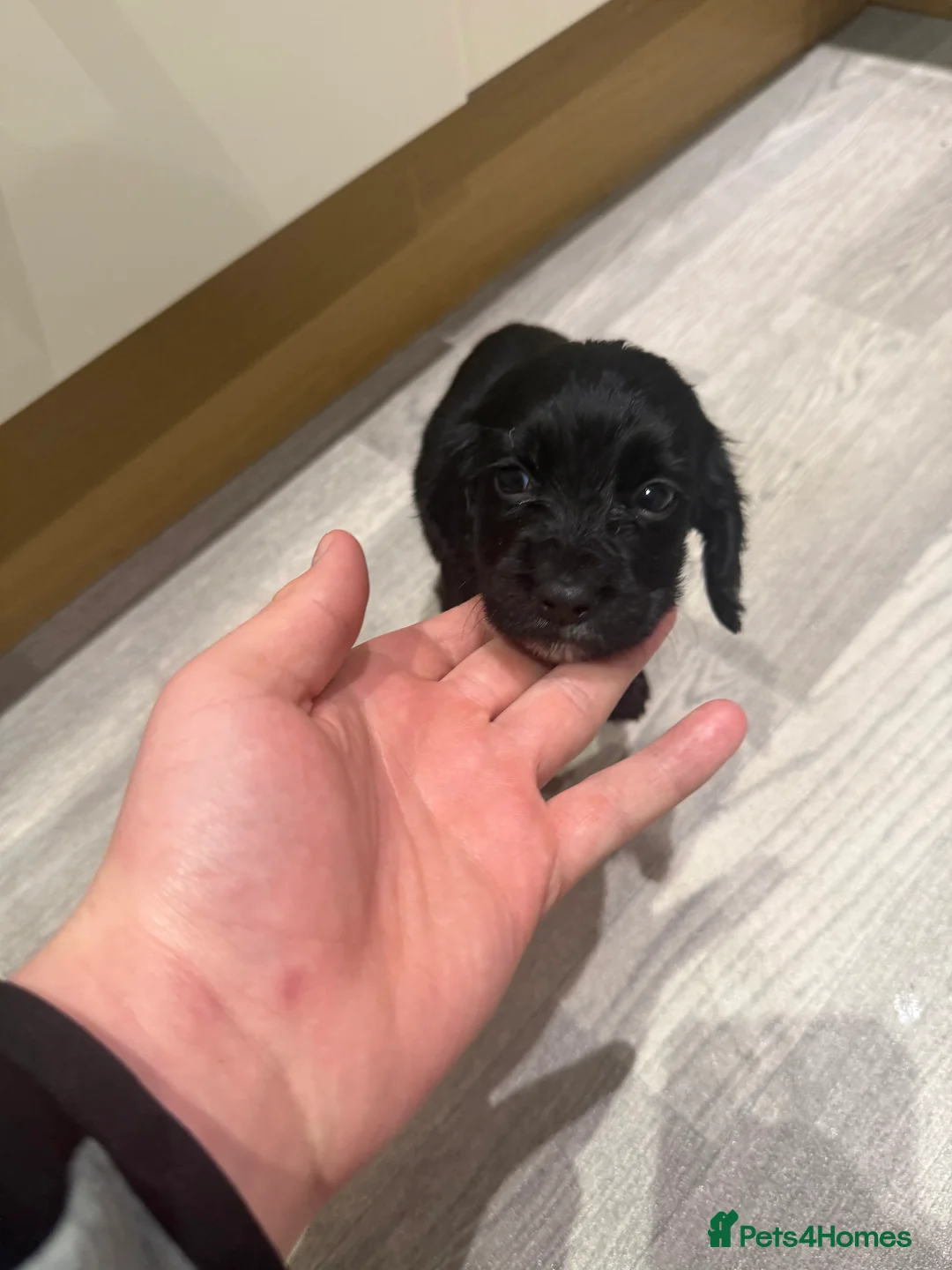 Cocker Spaniel dogs for sale: Working type Cocker spaniel - Advert 3