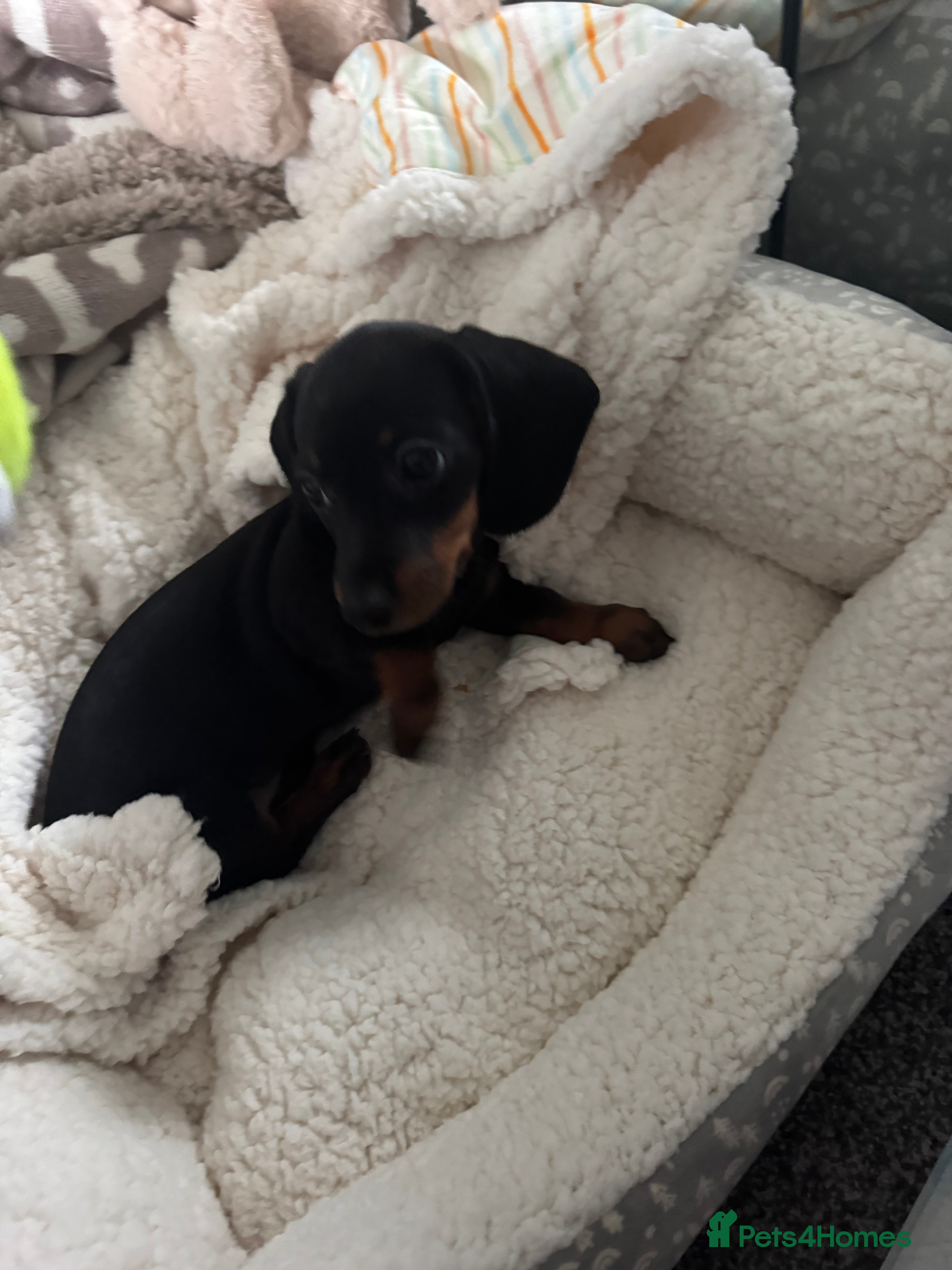 Miniature Dachshund dogs Black and Tan miniature dachshund girl  - Advert 9