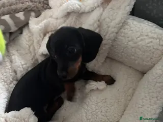 Miniature Dachshund dogs Black and Tan miniature dachshund girl - Advert 9
