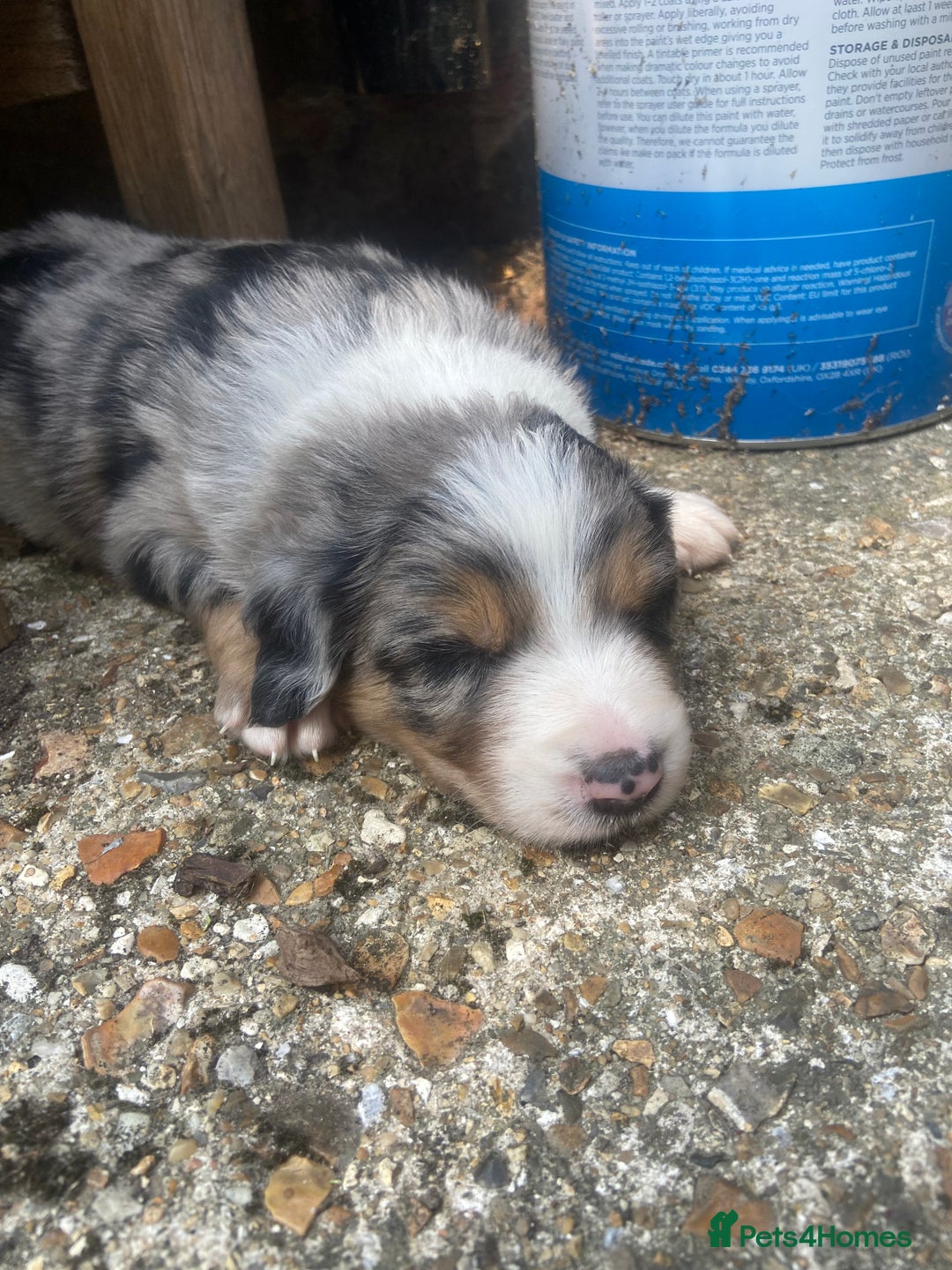 Border Collie dogs for sale: 6 Border Collie Pups for Sale ! - Image 9