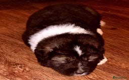 Caucasian Shepherd Dog dogs for sale: Caucasian Shepherd  - Advert 4