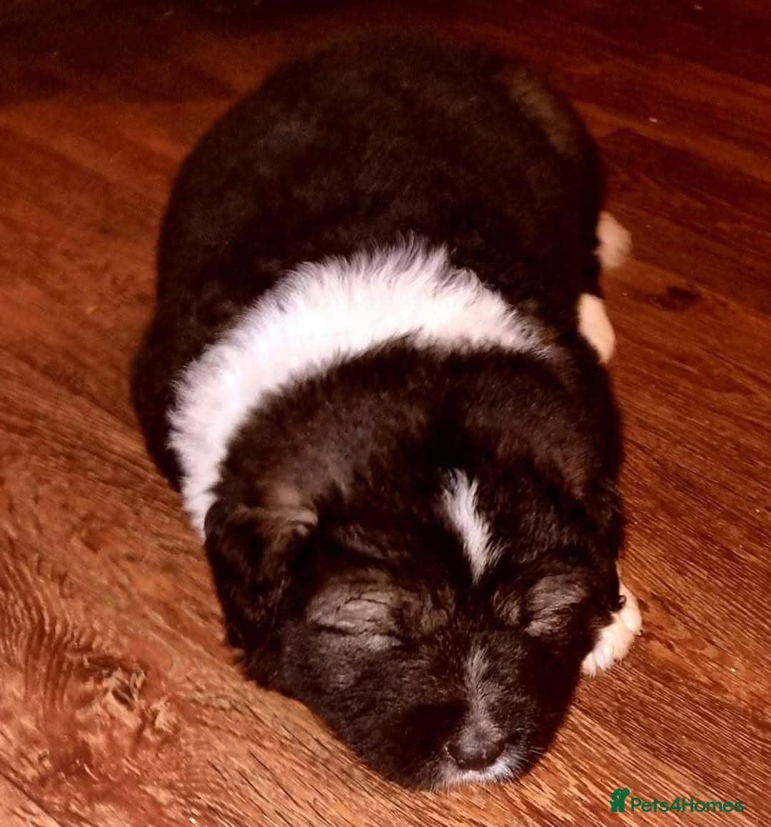 Caucasian Shepherd Dog dogs for sale: Caucasian Shepherd  - Advert 4