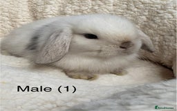 Mini Lop rabbits for sale: Stunning pure bred mini lops - Image 5