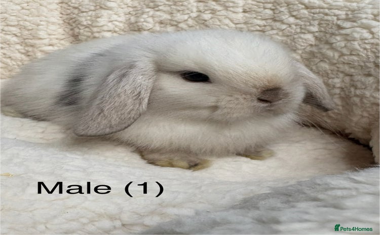 Mini Lop rabbits - Advert 3