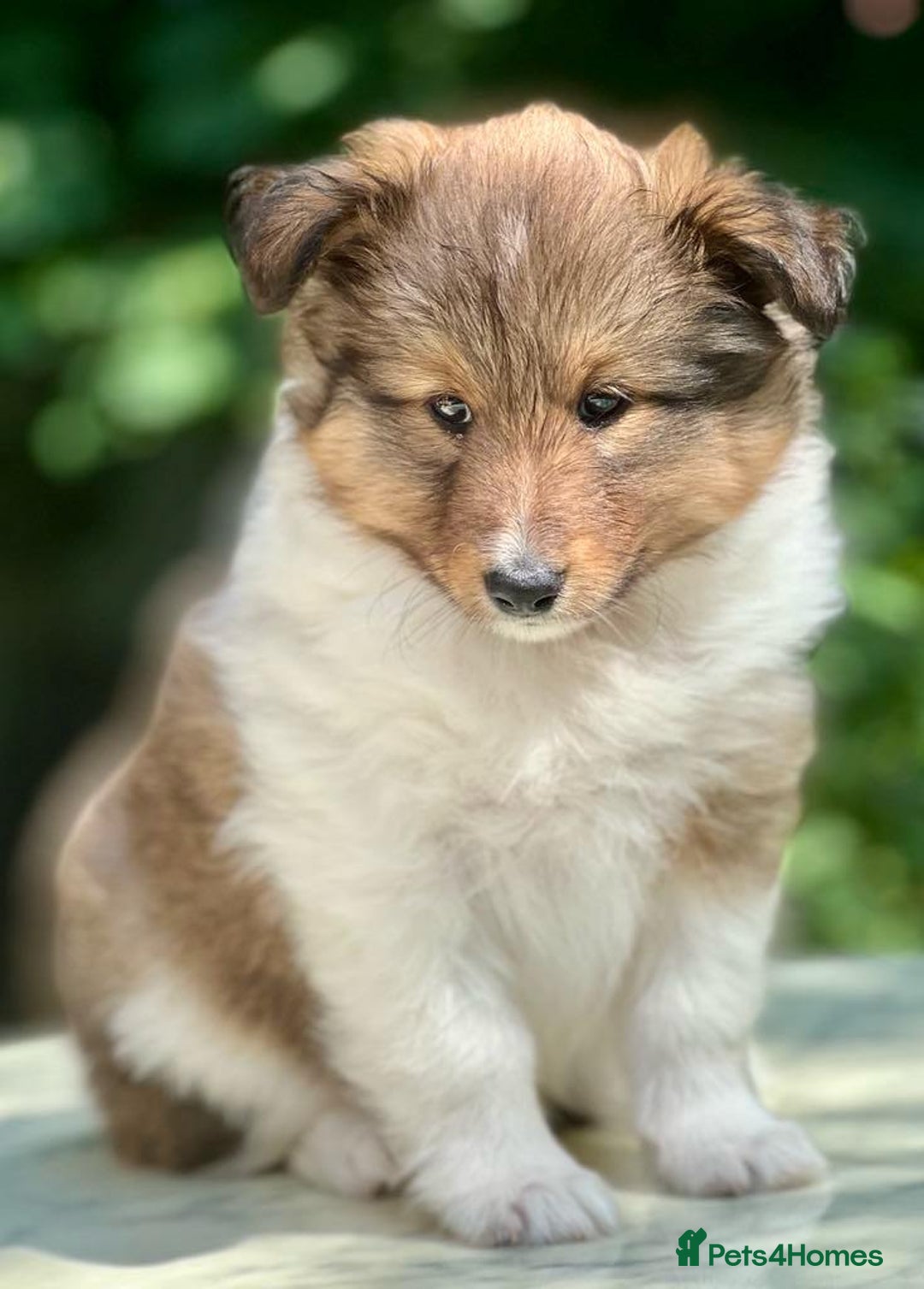 Shetland Sheepdog dogs for sale: Shetland Sheepdog/Sheltie puppy - Image 15