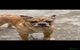 Mixed Breed dogs for sale: Derek and Dotty - Advert 6